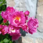 Ame De La Nature