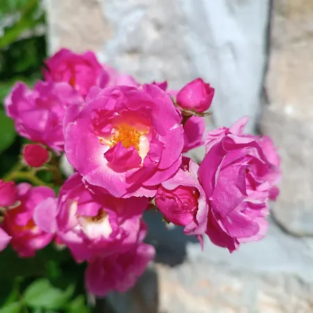Ame De La Nature